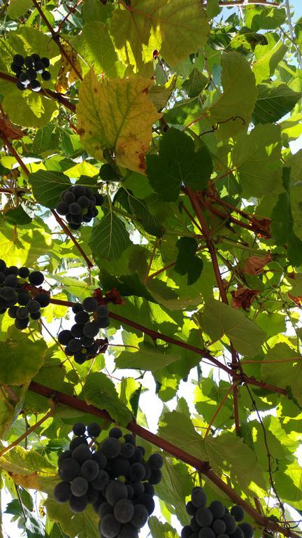 Agriturismo Il Marchese Aquara Bagian luar foto